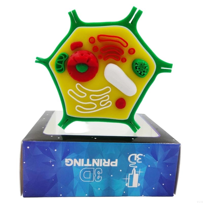 แบบจำลองทางกายวิภาคของเซลล์พืช - Medical Lab Study บทวิจารณ์และราคา