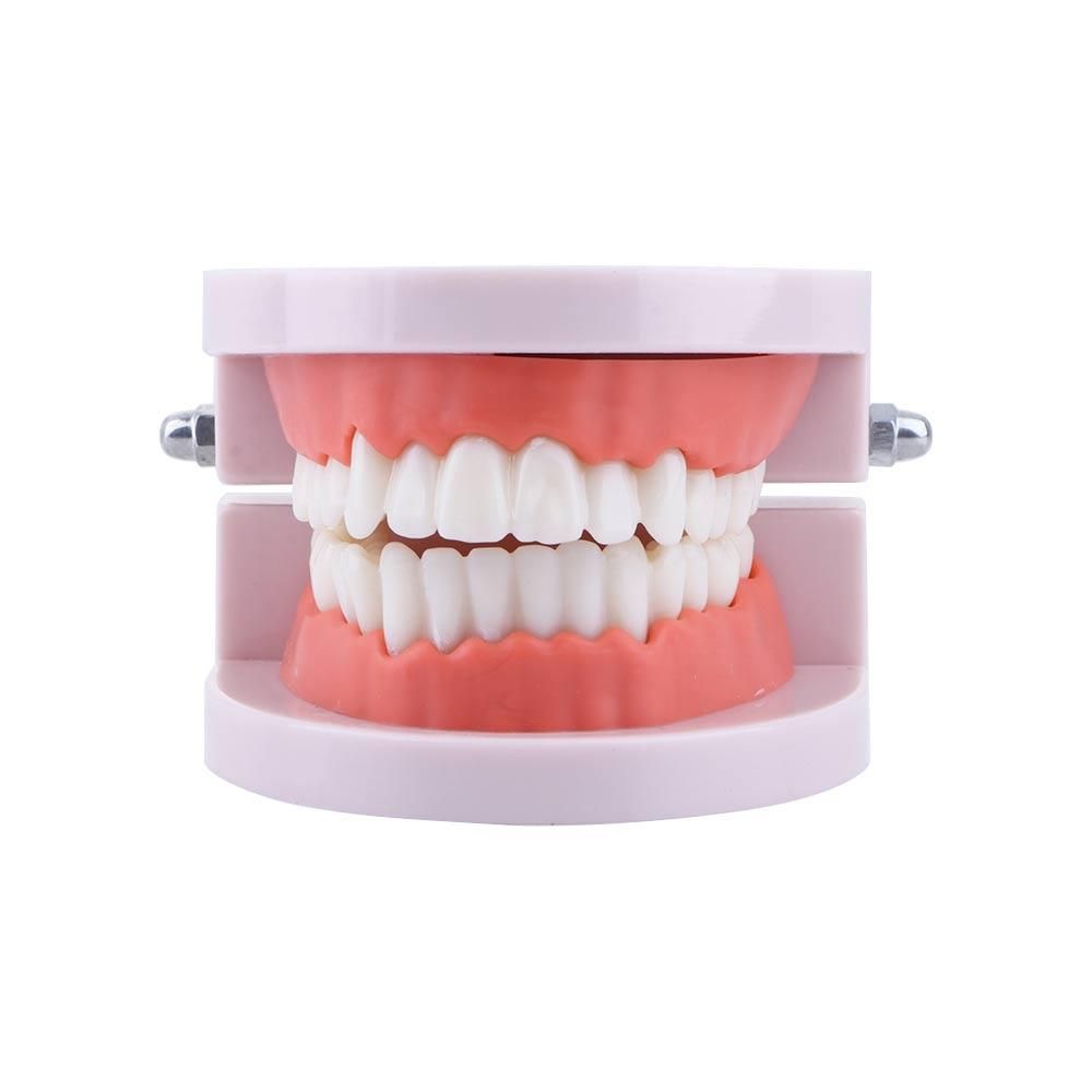 โมเดลฟัน Pro White Lab Typodon - Medical Lab Study บทวิจารณ์และราคา