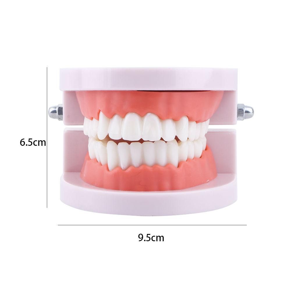 โมเดลฟัน Pro White Lab Typodon - Medical Lab Study บทวิจารณ์และราคา
