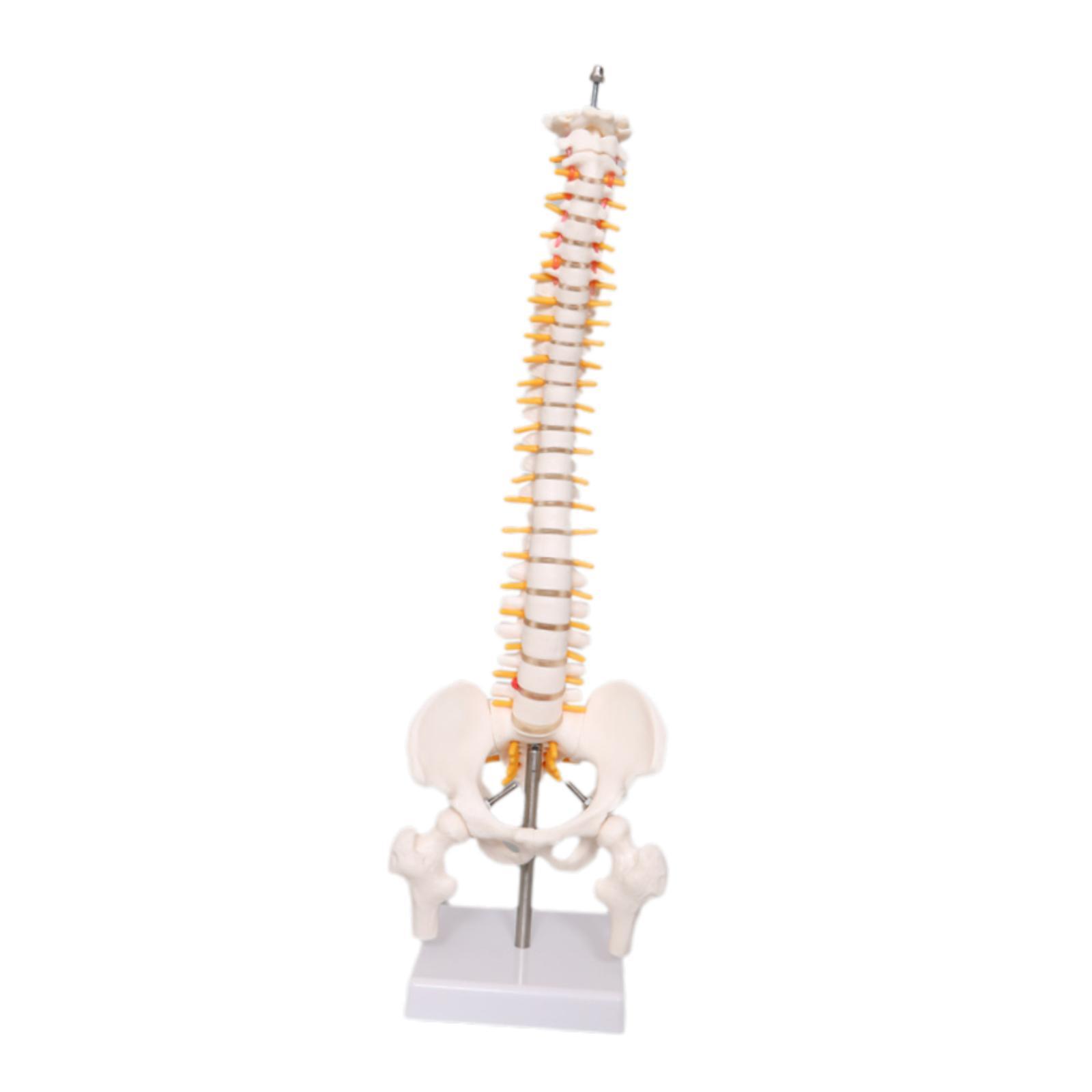 แบบจำลองกระดูกสันหลังมนุษย์ ขน - Medical Lab Study บทวิจารณ์และราคา