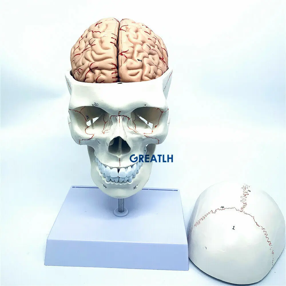 Greatlh โมเดลสมองกายวิภาคโมเดล - Medical Lab Study บทวิจารณ์และราคา