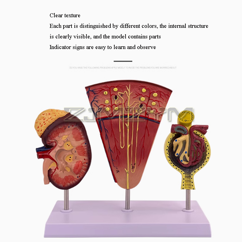Glomerulus แบบจำลองไตแบบจำลองท - Medical Lab Study บทวิจารณ์และราคา