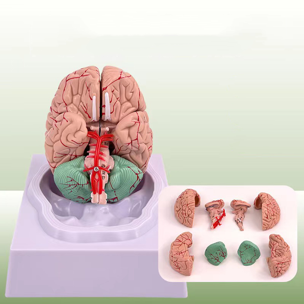 ขนาดชีวิตมนุษย์คนพื้นที่การทำง - Medical Lab Study บทวิจารณ์และราคา